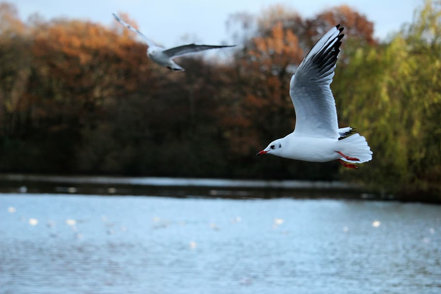 bird, flying, seagull, nature, animal, photography, motion HD wallpaper