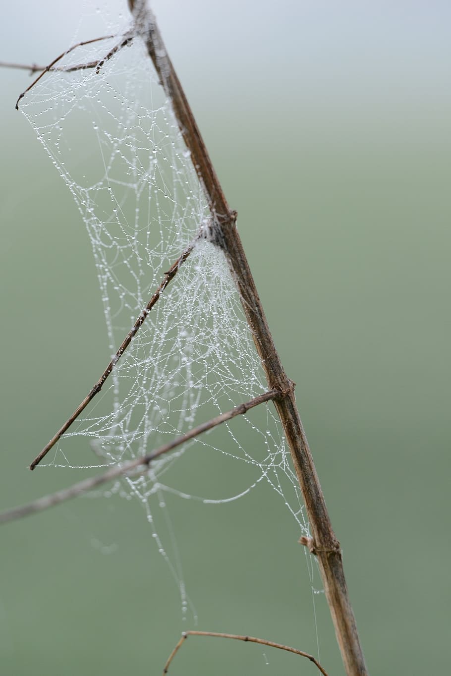 dew, morning, cobweb, spider, spring, nature, branch, awakening HD wallpaper