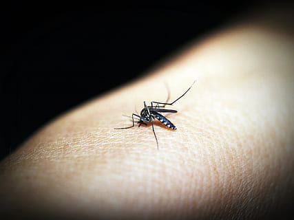 macro photo of mosquito, malaria, gnat, bite, insect, blood HD wallpaper