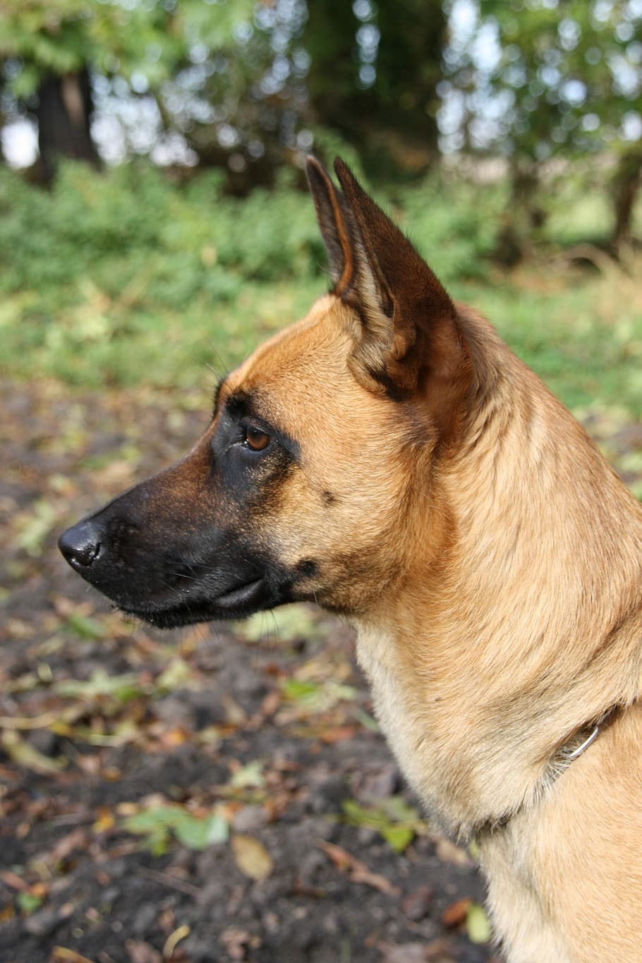malinois, belgian shepherd dog, bitch, one animal, canine, mammal HD wallpaper