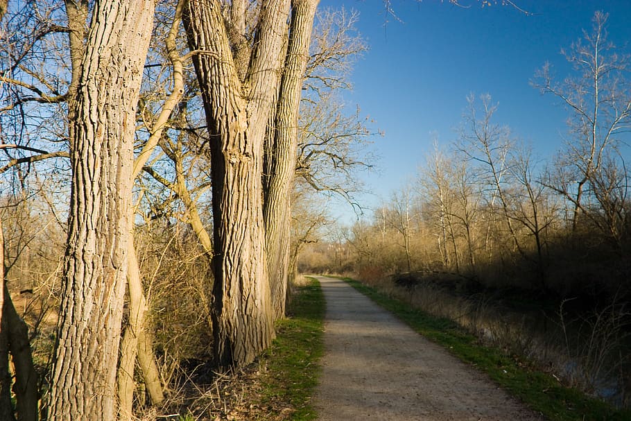 path, fall, nature, autumn, landscape, trees, plant, footpath HD wallpaper