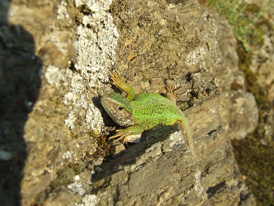 lizard, sand lizard, rock, reptile, animal, nature, attention HD wallpaper