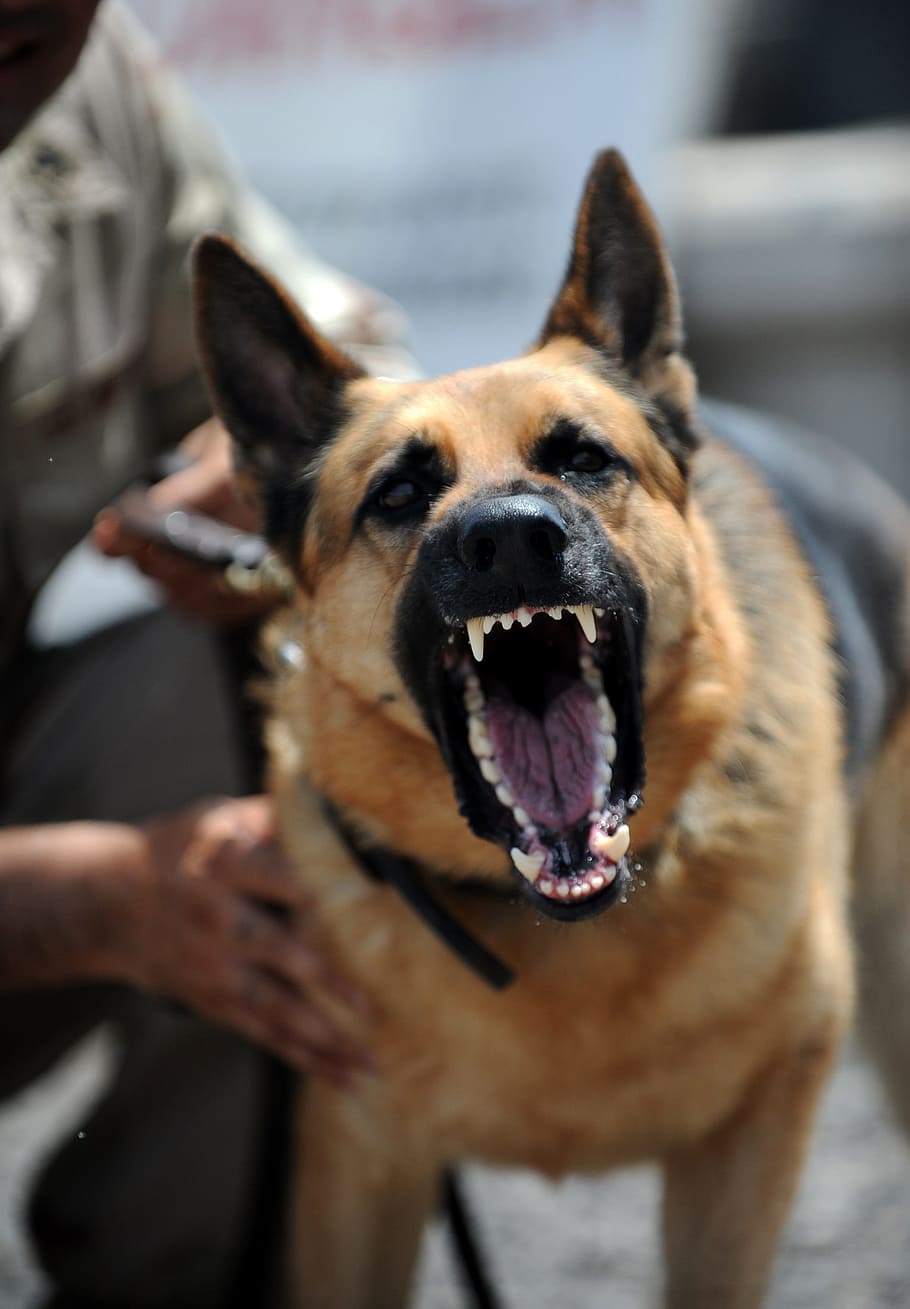 photo of adult German shepherd barking, working dog, military