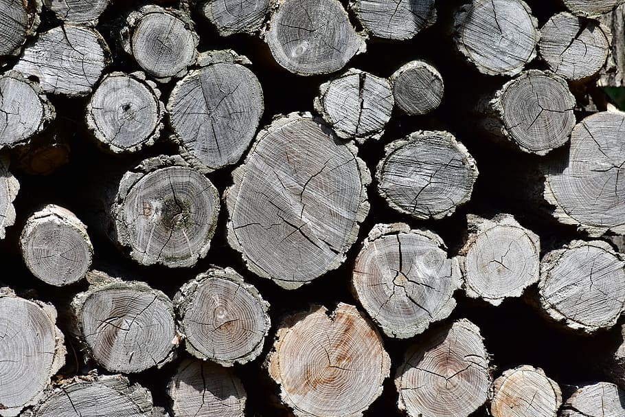 woodpile, forest, trunks, log, full frame, timber, firewood HD wallpaper