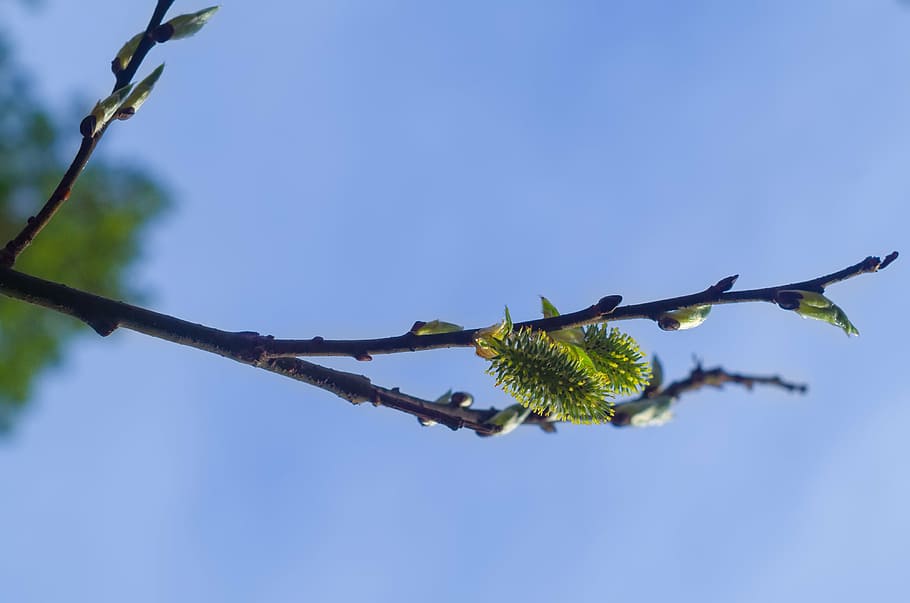 spring, shackle, birch, branch, sun, catkins, blue sky, forest HD wallpaper