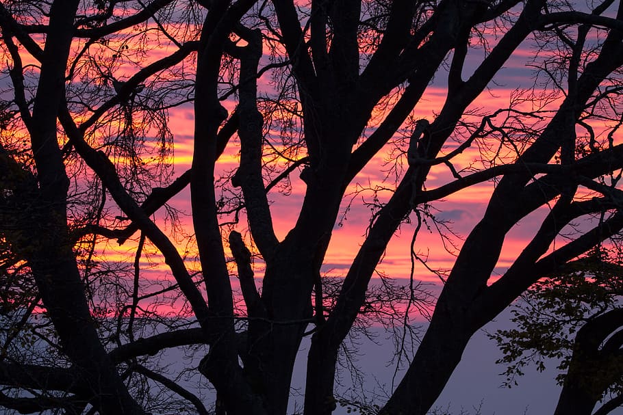morgenrot, clouds, tree, sunrise, sky, morgenstimmung, red HD wallpaper