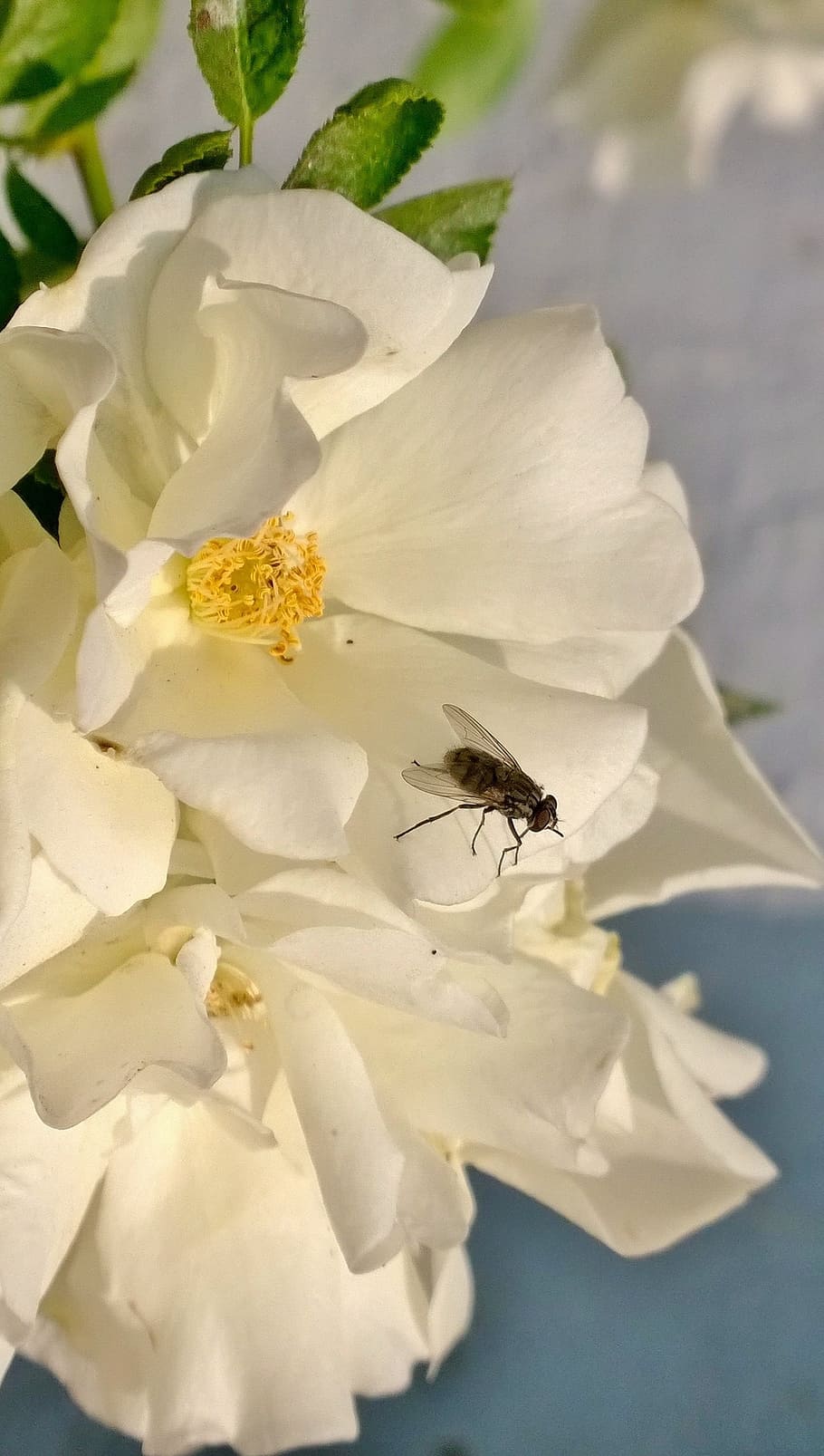 flowers, fly, white, insect, leaf, outdoor, flowering plant HD wallpaper