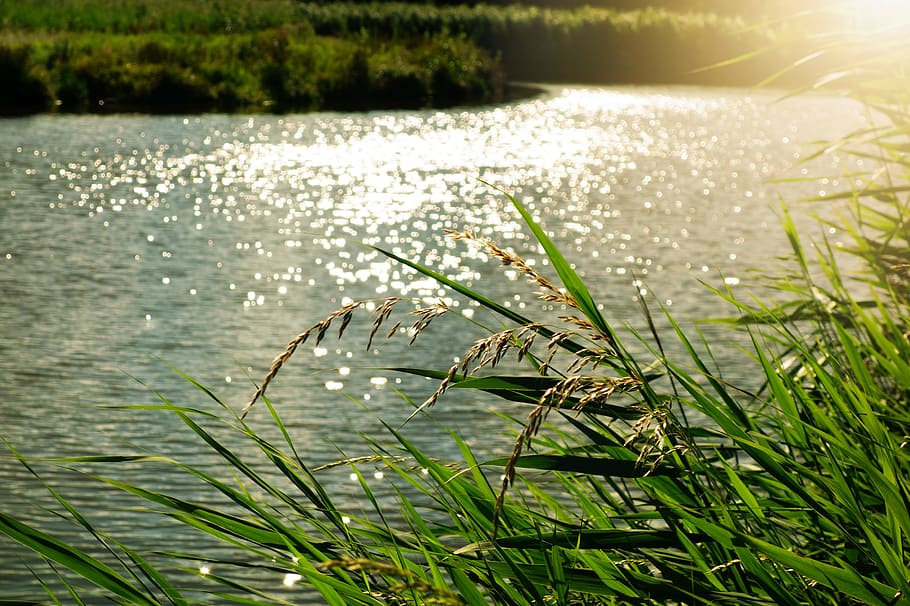 landscape photography of green leaves near ocean during daytime HD wallpaper