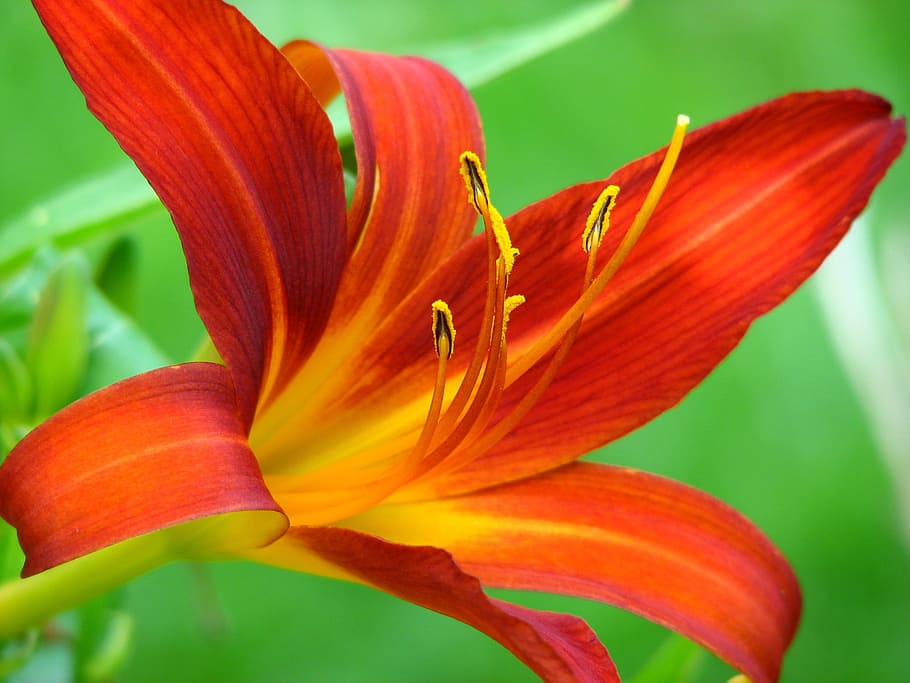 Lily, Blossom, Bloom, Yellow, Green, red, flower, beautiful HD wallpaper
