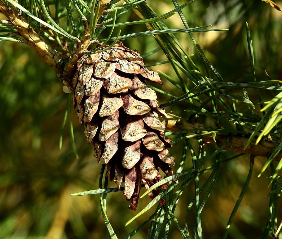 pine, tree, needle, pine cone, nature, close-up, plant, focus on foreground HD wallpaper