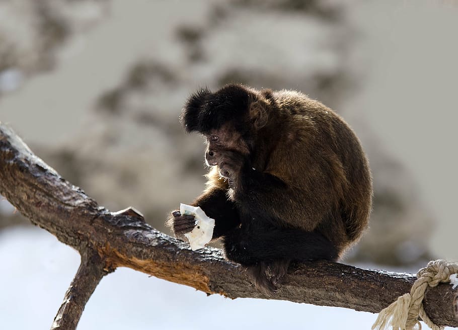 capuchin, monkey, capuchins, primate, zoo, eat, branch, sit