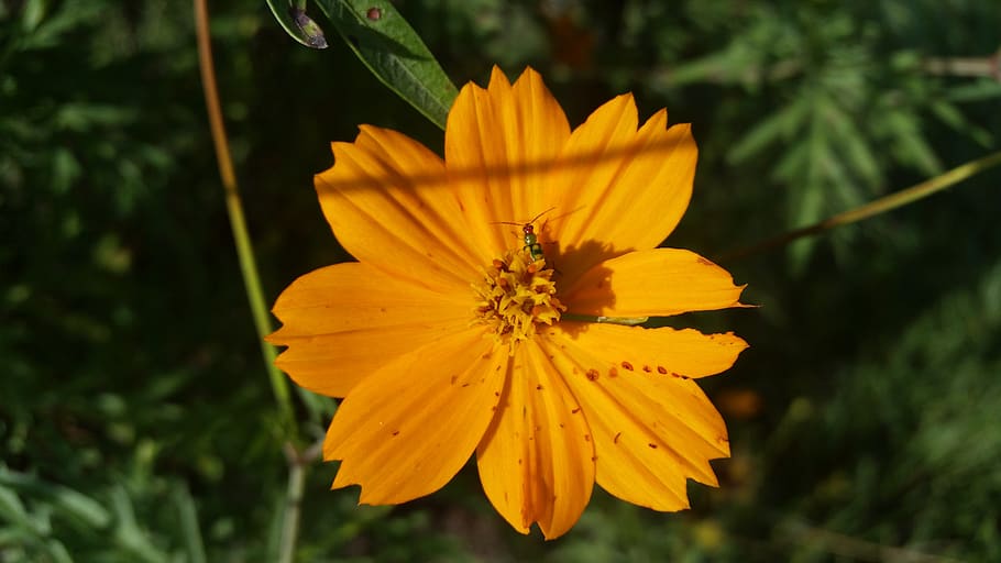 flower, yellow, bug, flowering plant, freshness, fragility HD wallpaper