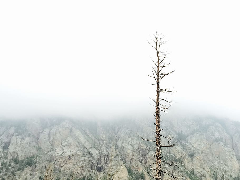 brown bare tree photography, brown tree background of mountain under cloudy sky HD wallpaper