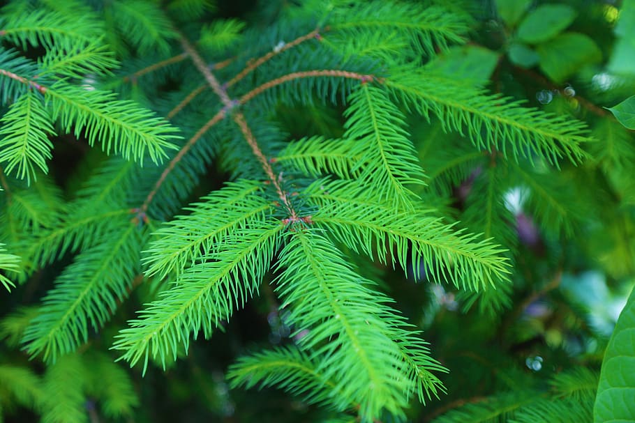 selective focus photography of fern plant at daytime, pine HD wallpaper