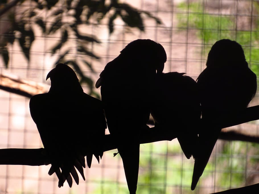 parrots, silhouette, nature, two people, women, togetherness HD wallpaper