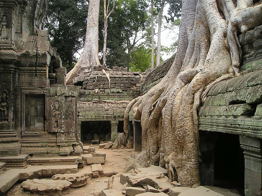 brown tree trunk on grey stone structure, angkor, wat, cambodia, HD wallpaper