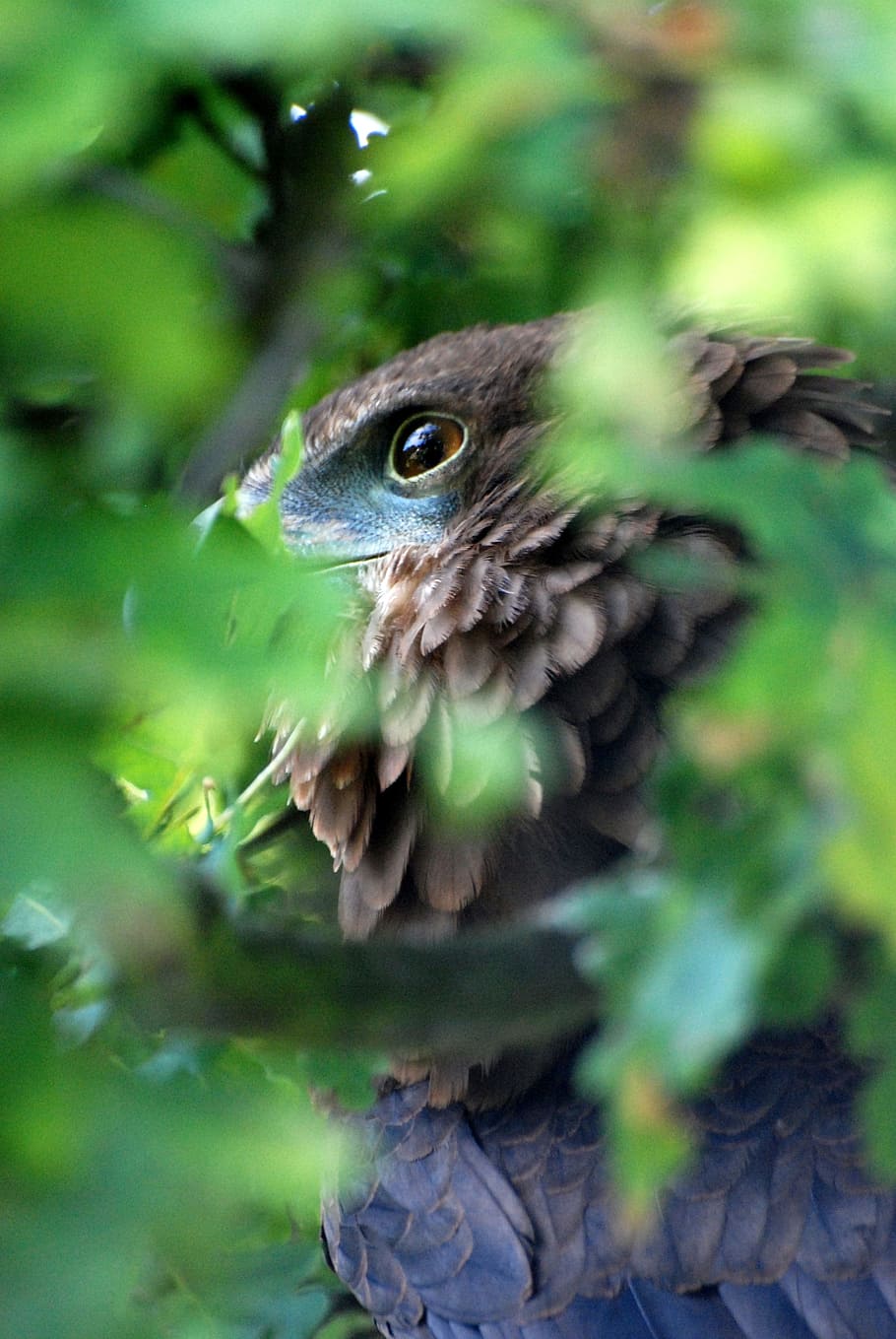 Eye, Eagle, Feathers, Bird, Fly, looking, wings, wildlife, beak HD wallpaper