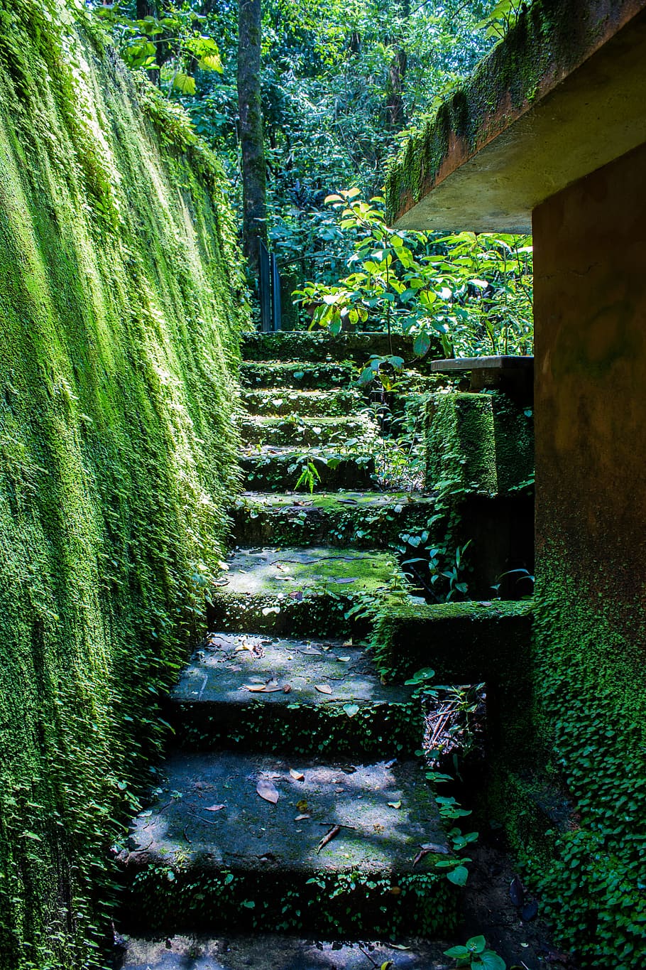 gray concrete steps surrounded by green plants and trees, Moss HD wallpaper