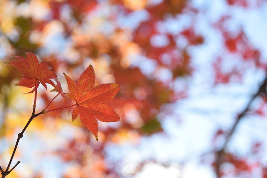 leaf, blurry, different, pattern, outdoor, organic, texture HD wallpaper