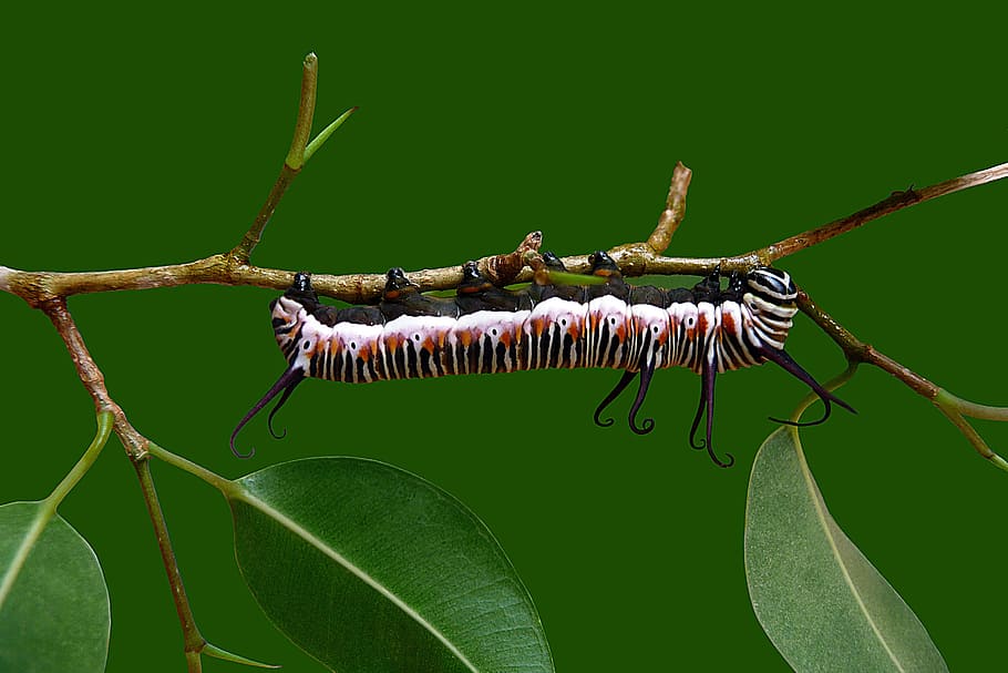 close-up photography of white and brown caterpillar perched on tree HD wallpaper