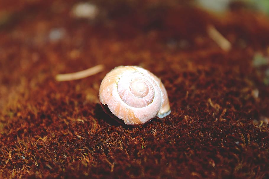 snail, shell, snail shell, mollusk, home, slowly, reptile, housing HD wallpaper