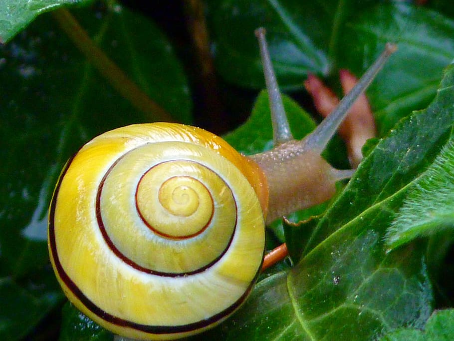 closeup photo of yellow snail on green leaf, copse snail, shell HD wallpaper