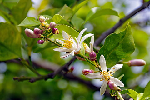 Flowers, Lemon, Citrus Limon, Spring, gems, white, white flowers HD wallpaper