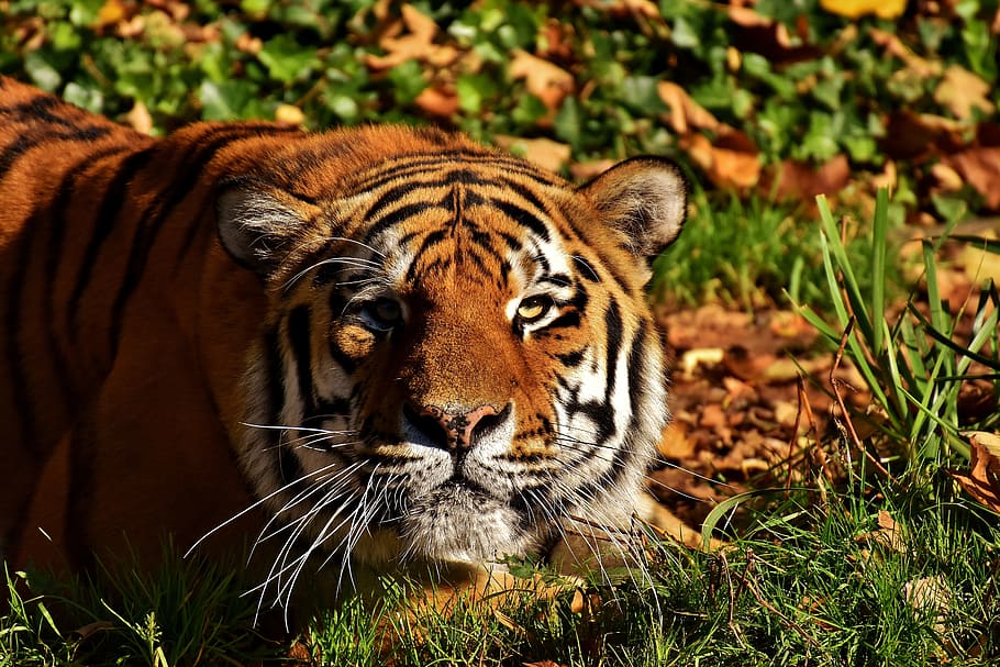 brown tiger lying on green grass, predator, lurking, fur, beautiful HD wallpaper