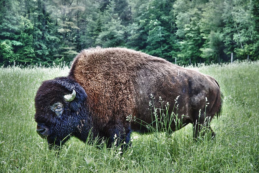 brown and black four legged animal, Bison, Buffalo, Wet, Cold HD wallpaper