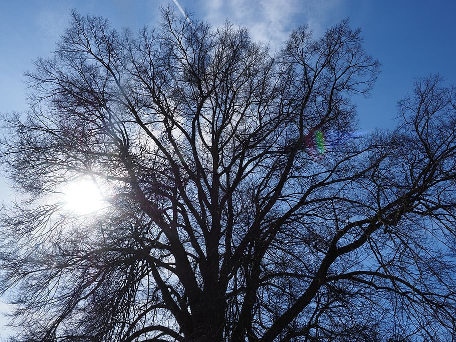 Elm, Tree, Huge, Branches, Aesthetic, powerful, large, massive HD wallpaper