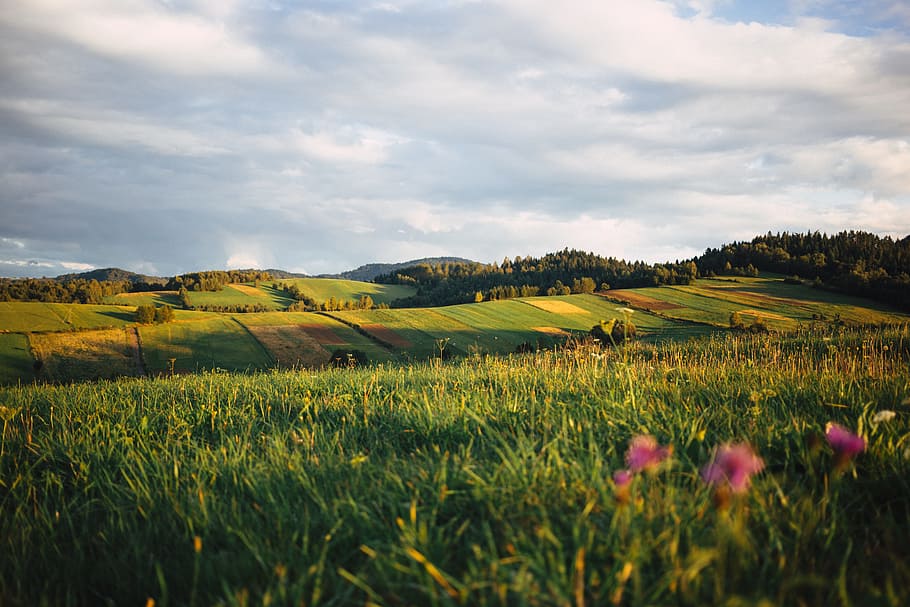 nature, bieszczady, clouds, field, fields, flowers, forest HD wallpaper