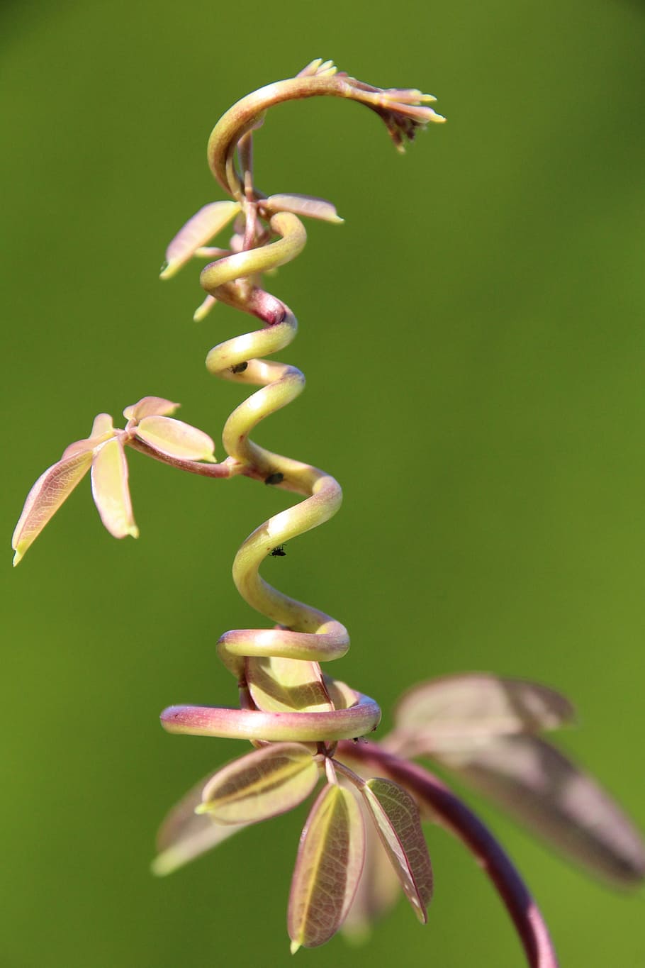 Creeper, Engine, young drove, tendril, green color, plant, growth HD wallpaper