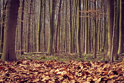 Forest, Trees, Nature, Landscape, green, outdoor, hiking, leaves HD wallpaper