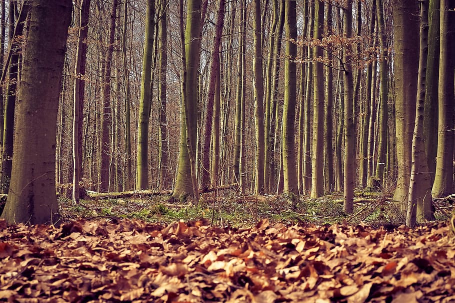 Forest, Trees, Nature, Landscape, green, outdoor, hiking, leaves HD wallpaper