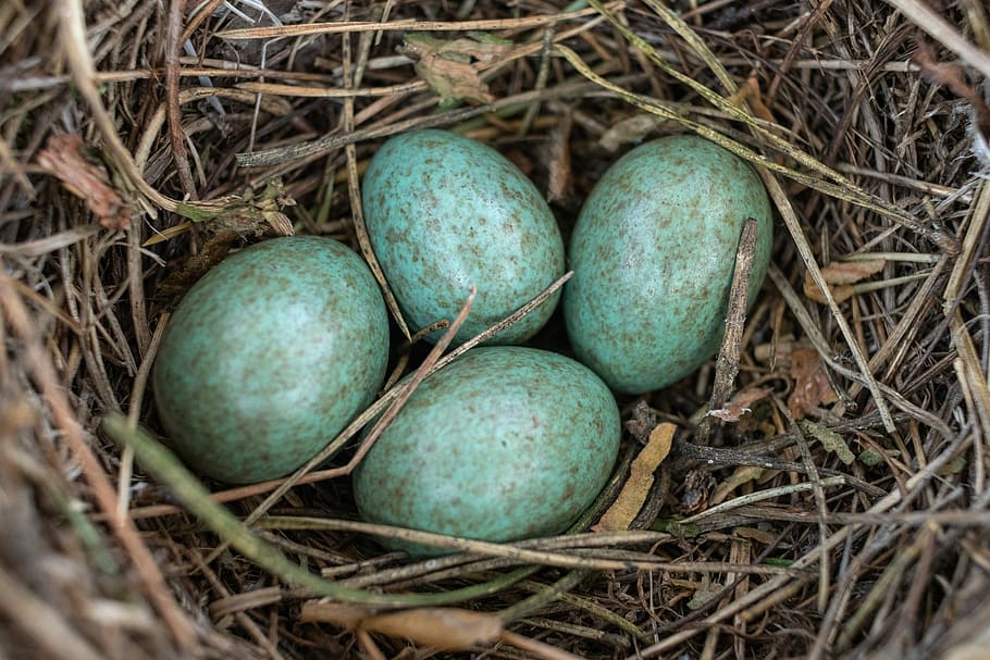 jack, masonry, eggs, macro, bird, nature, food, food and drink HD wallpaper