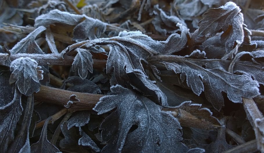 rime, foliage, winter, close-up, no people, focus on foreground HD wallpaper