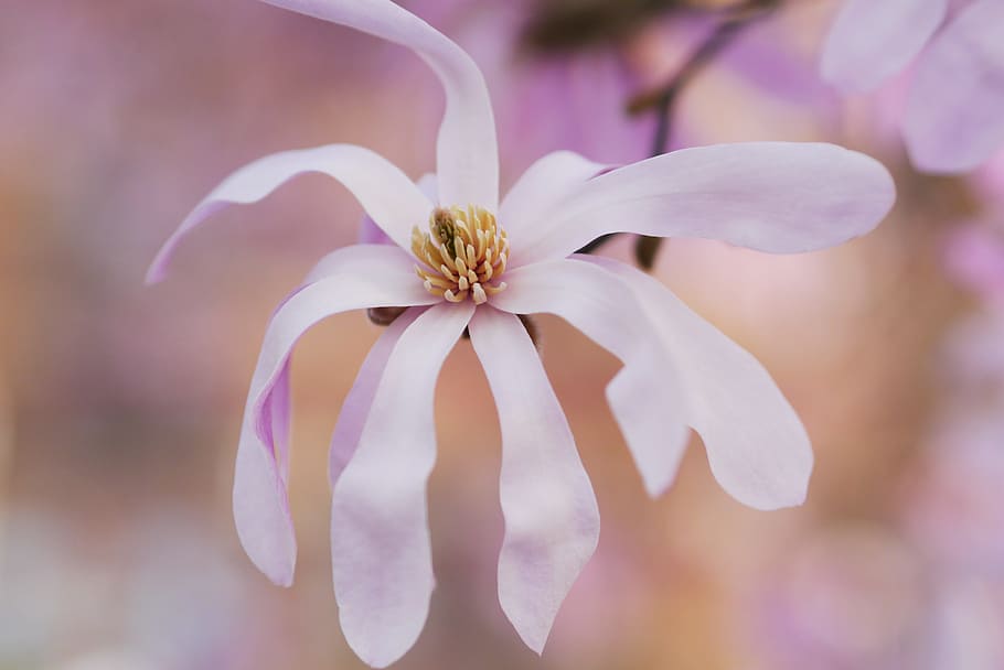 white, petal, flower, bloom, freshness, flowering plant, fragility HD wallpaper
