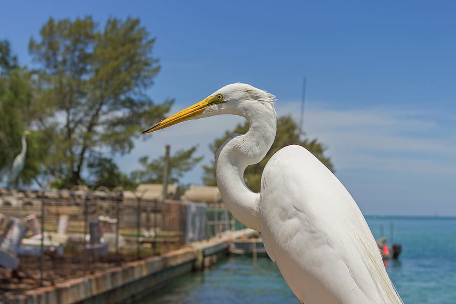 white great egret, ardea alba, water bird, florida, gulf of mexico, HD wallpaper