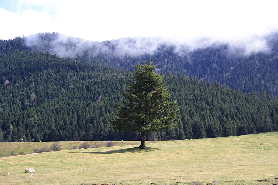 tree, nature, pyrenees, clouds, mountain, prado, green, sky HD wallpaper