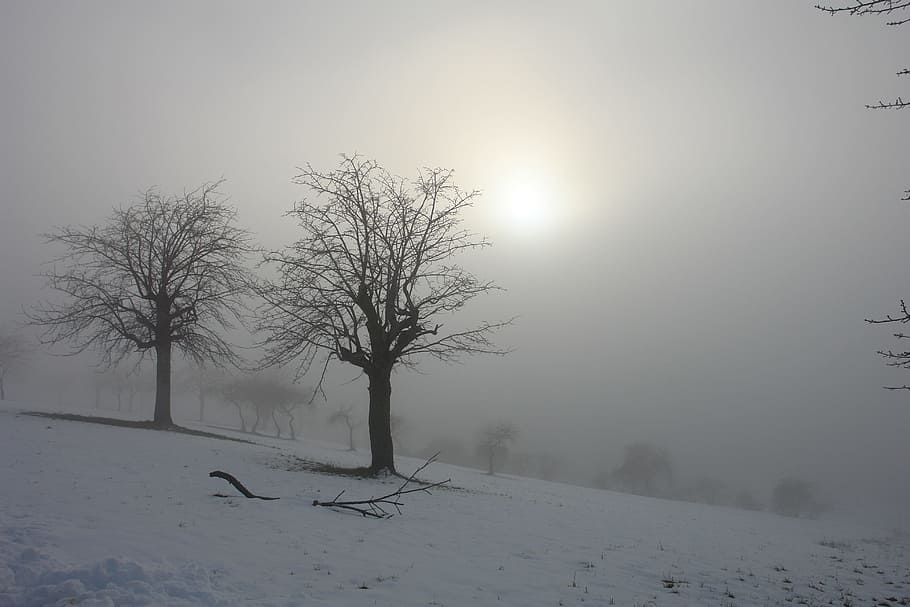leafless trees during winter at sunrise, snow, landscape, italy HD wallpaper