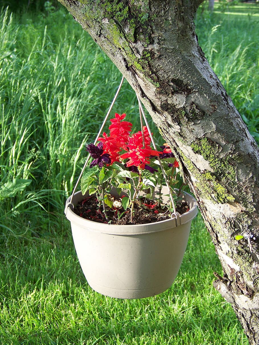 Planter, Decorative, Potted, hanging, plants, summer, flowers HD wallpaper