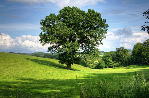 green grass land and trees, oak, landscape, view, field, scenic HD wallpaper
