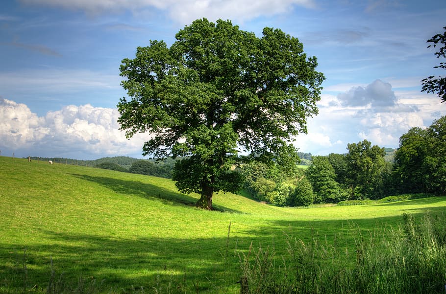 green grass land and trees, oak, landscape, view, field, scenic HD wallpaper
