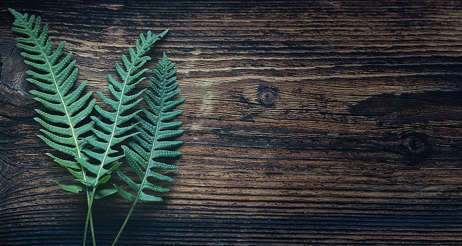 green Boston fern plant, nature, leaves, wood, text dom, negative space, HD wallpaper