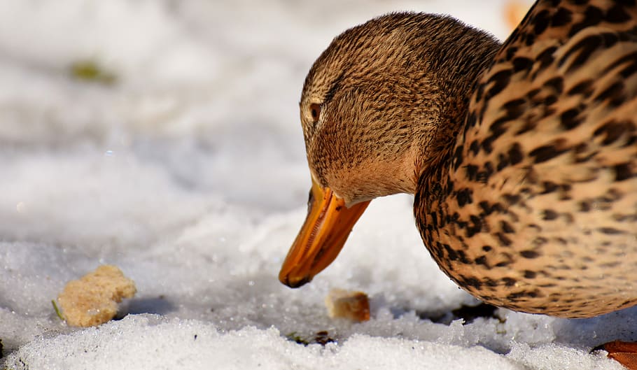duck, mallard, eat, bread, snow, winter, cold, colorful, water bird HD wallpaper