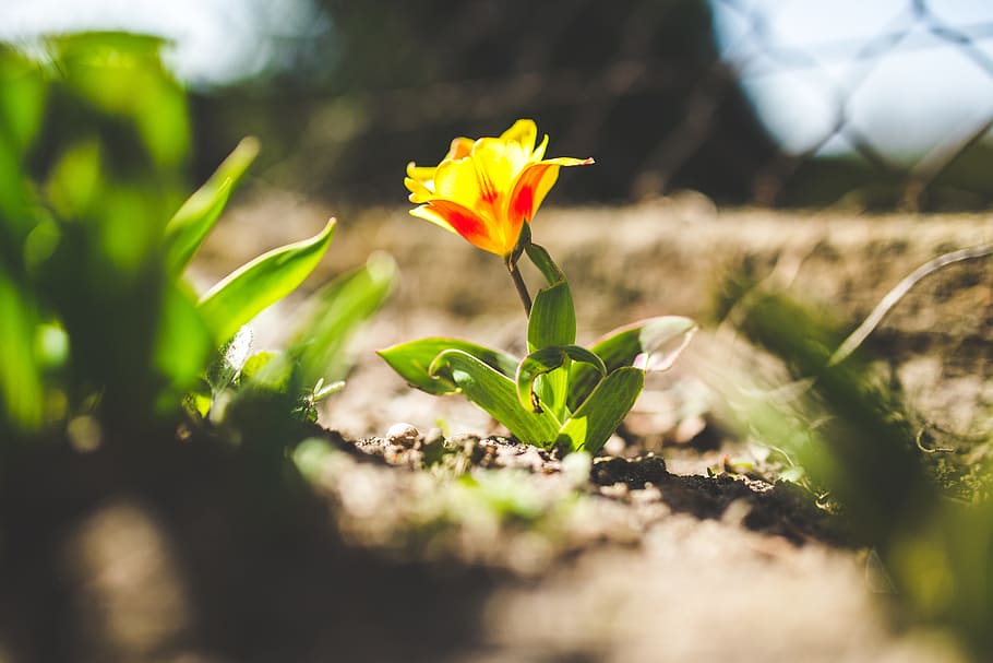 tulip, flower, yellow, spring, growing, closeup, plant, flowering plant HD wallpaper