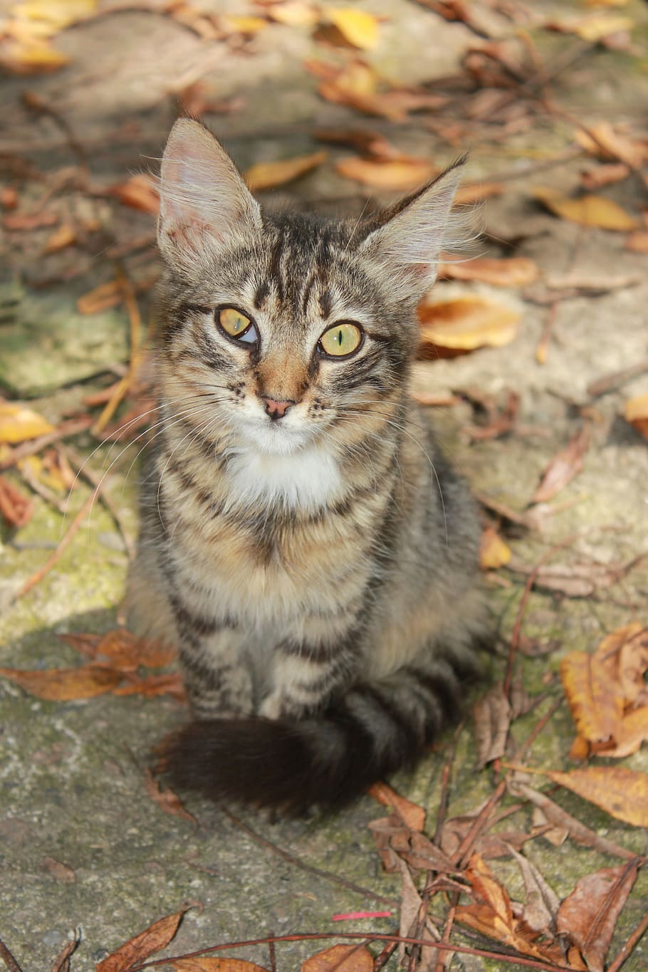 Cat, Backyard, Tabby, Squint, Eye, Ill, pet, without house, HD wallpaper