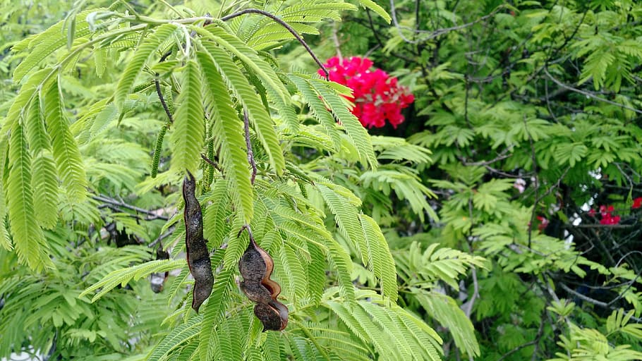 plants, leaves, tree, shell, seeds, flora, nature, growth, green color HD wallpaper