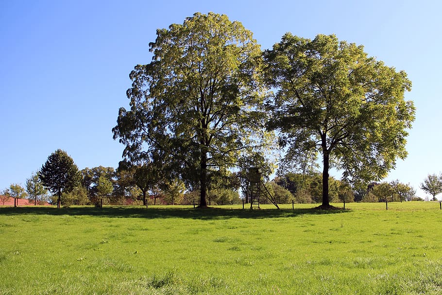 Trees, Nature, Meadow, Sky, individually, green, pasture, grass HD wallpaper