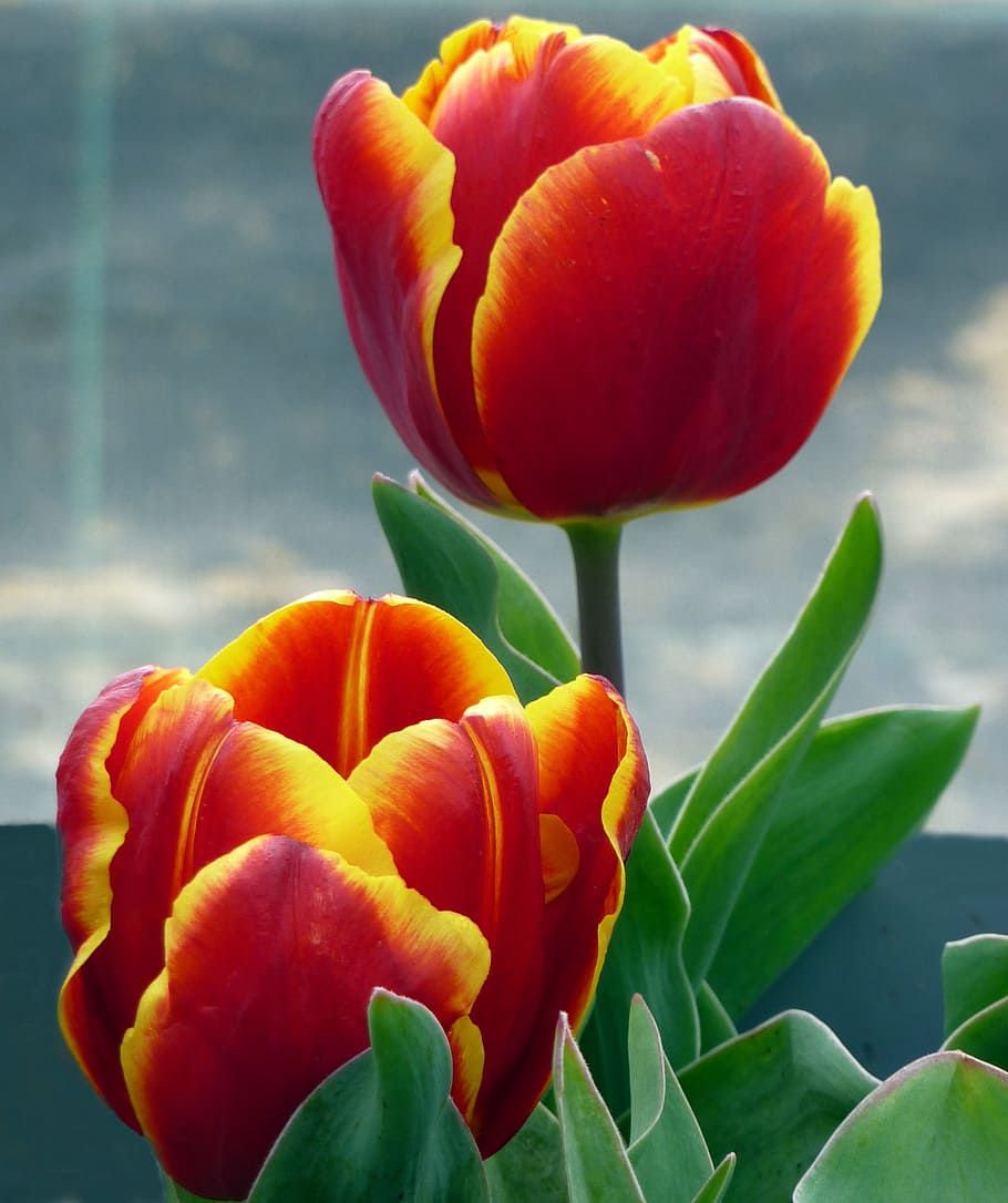 flower, tulip, spring, red, yellow, freshness, flowering plant HD wallpaper